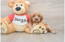Best Cavapoo Baby