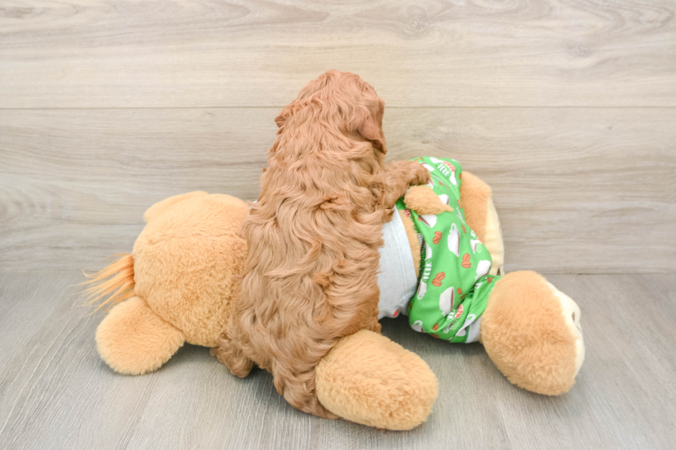 Cavapoo Puppy for Adoption