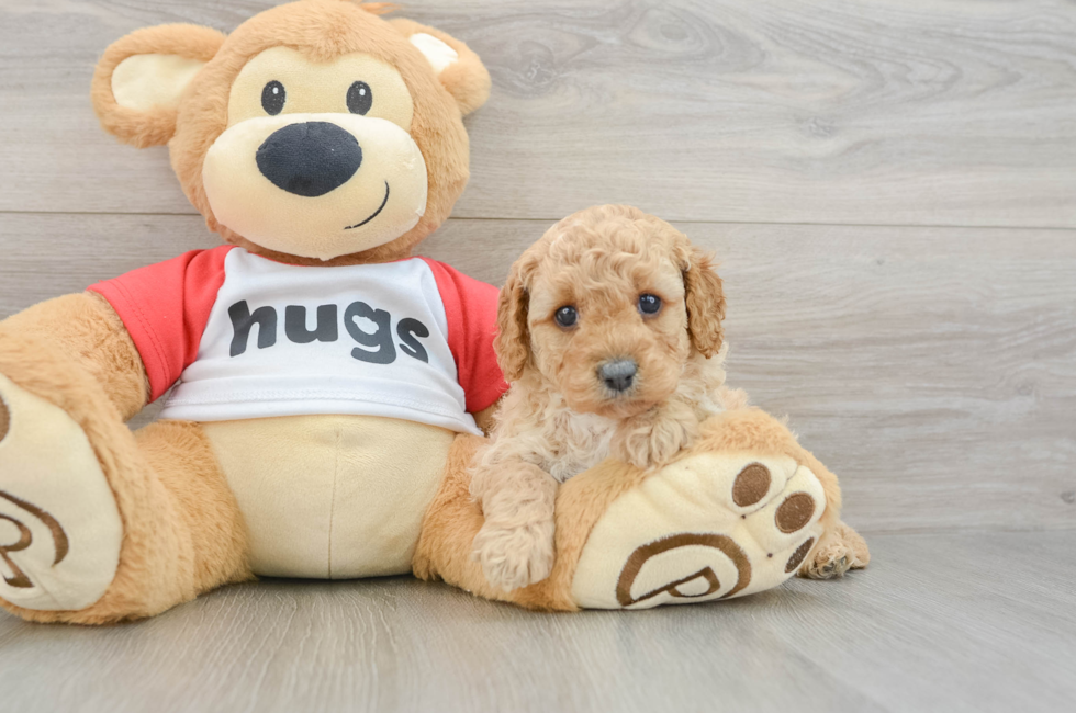 6 week old Cavapoo Puppy For Sale - Fairfield Furbabies