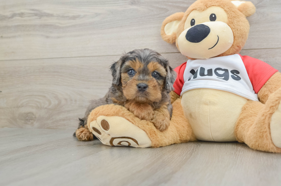 6 week old Cavapoo Puppy For Sale - Fairfield Furbabies