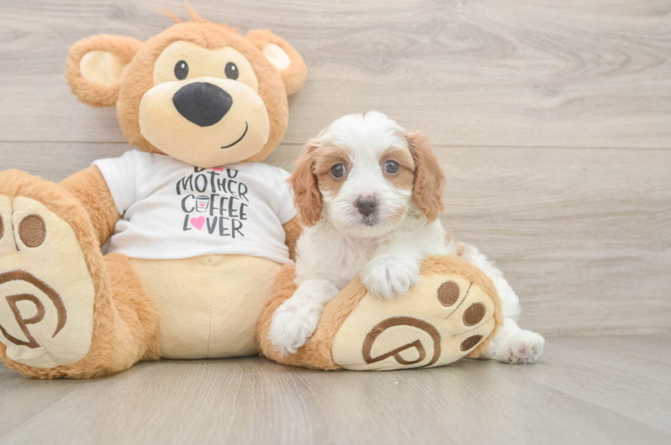 6 week old Cavapoo Puppy For Sale - Fairfield Furbabies