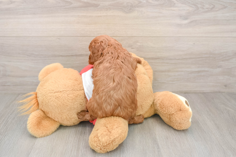 Cavapoo Pup Being Cute