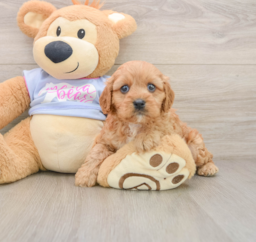 8 week old Cavapoo Puppy For Sale - Fairfield Furbabies