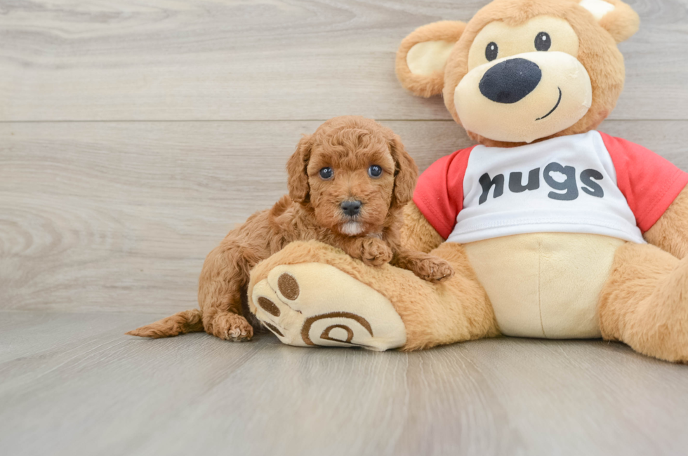 6 week old Cavapoo Puppy For Sale - Fairfield Furbabies
