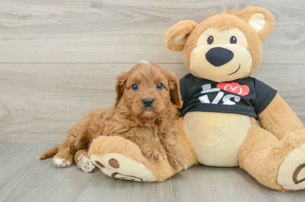 7 week old Cavapoo Puppy For Sale - Fairfield Furbabies