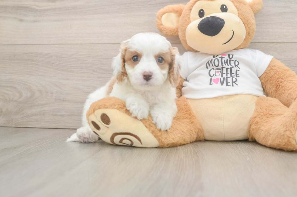 6 week old Cavapoo Puppy For Sale - Fairfield Furbabies
