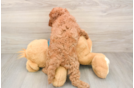 Energetic Cavoodle Poodle Mix Puppy