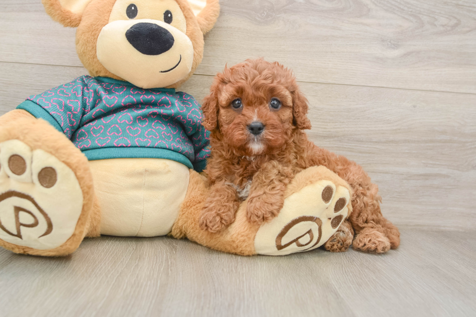 Cavapoo Pup Being Cute