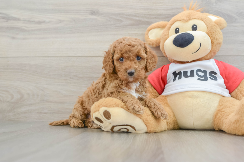 Cavapoo Puppy for Adoption