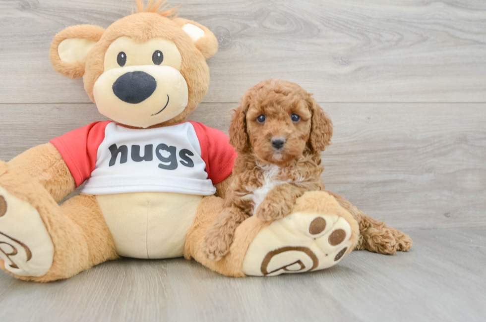 6 week old Cavapoo Puppy For Sale - Fairfield Furbabies