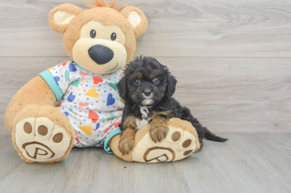 7 week old Cavapoo Puppy For Sale - Fairfield Furbabies