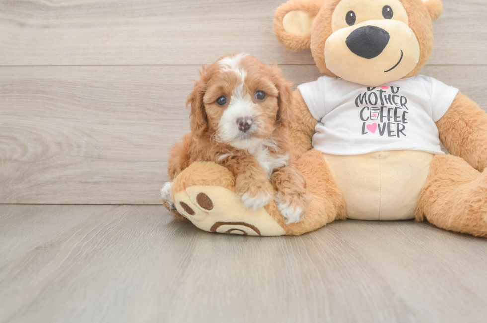 6 week old Cavapoo Puppy For Sale - Fairfield Furbabies