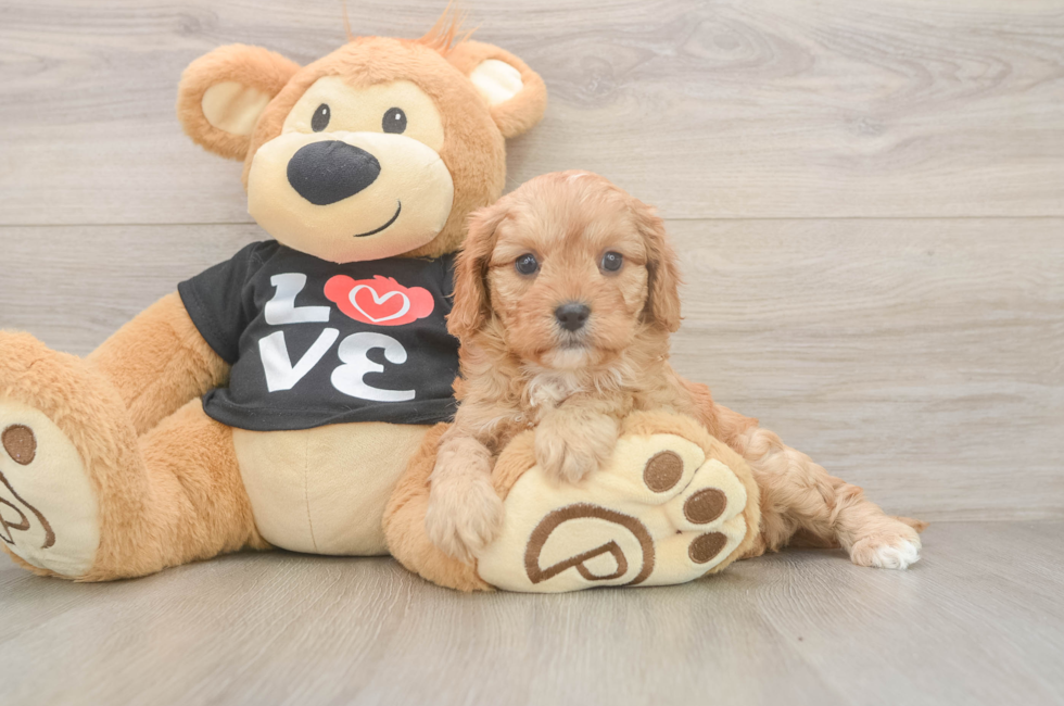 7 week old Cavapoo Puppy For Sale - Fairfield Furbabies