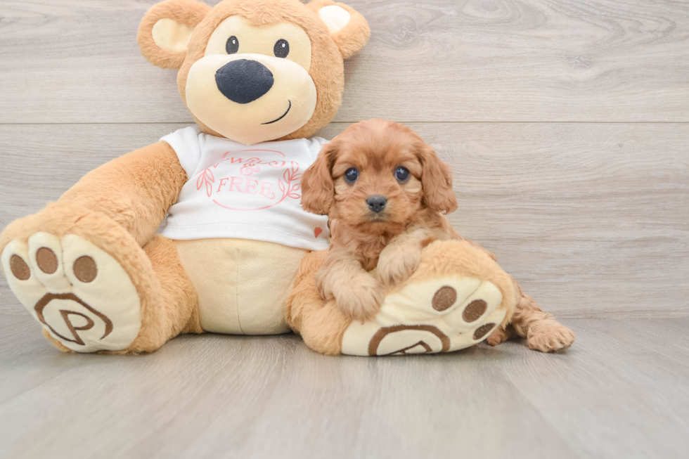 Little Cavipoo Poodle Mix Puppy