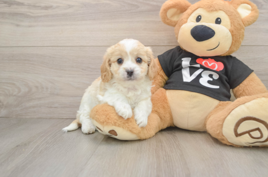 WENDY, a Cavapoo littermate