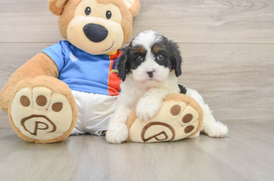 WENDY, a Cavapoo littermate