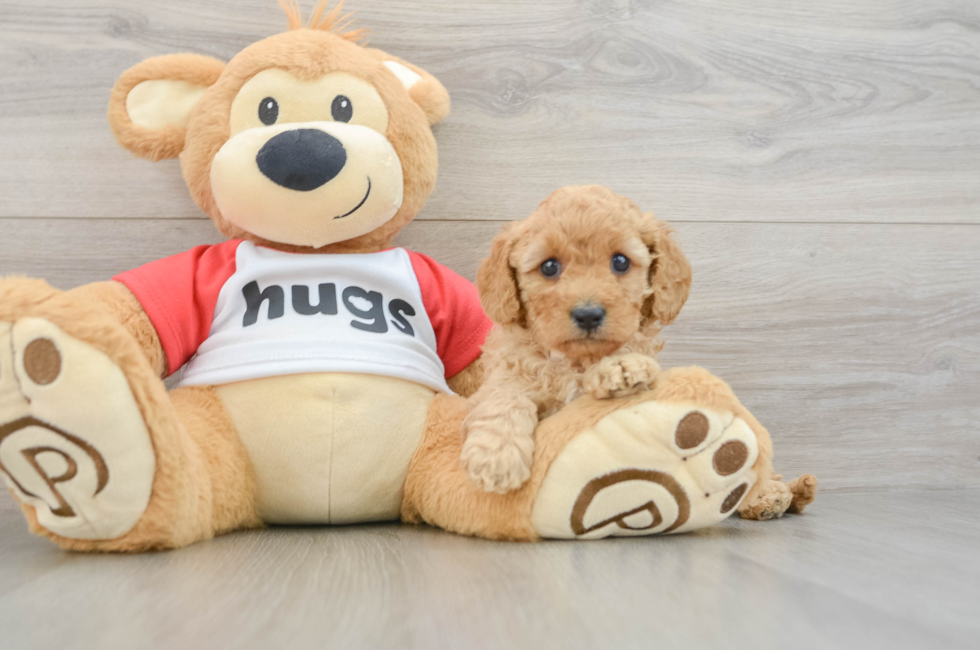 6 week old Cavapoo Puppy For Sale - Fairfield Furbabies