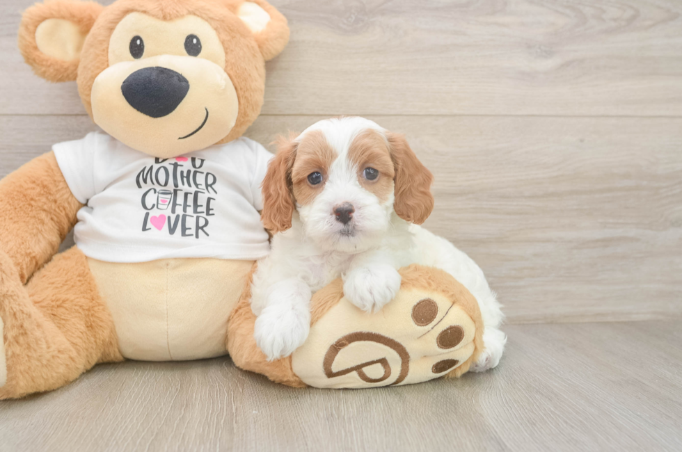 6 week old Cavapoo Puppy For Sale - Fairfield Furbabies