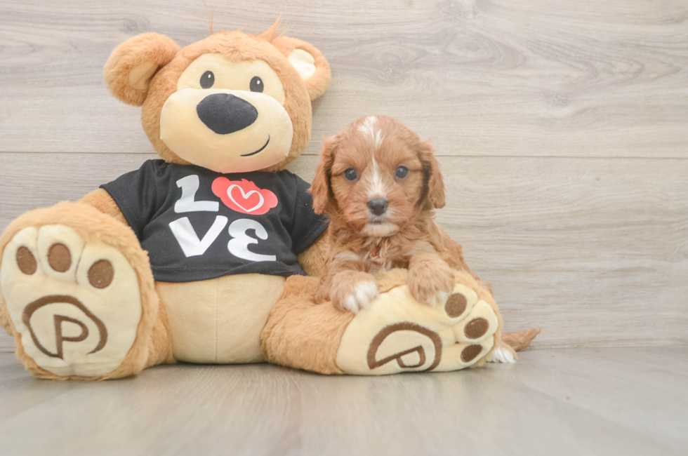7 week old Cavapoo Puppy For Sale - Fairfield Furbabies