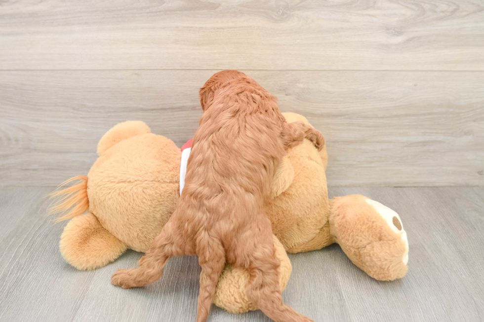 Cute Cavapoo Baby
