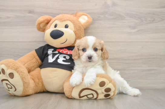 WILLOW, a Cavapoo littermate