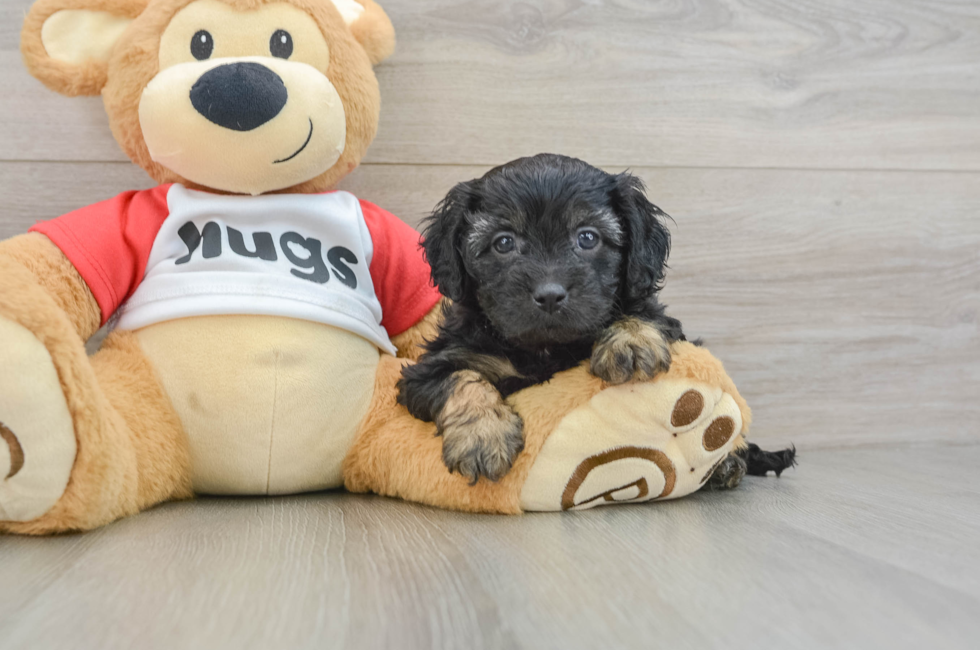 6 week old Cavapoo Puppy For Sale - Fairfield Furbabies
