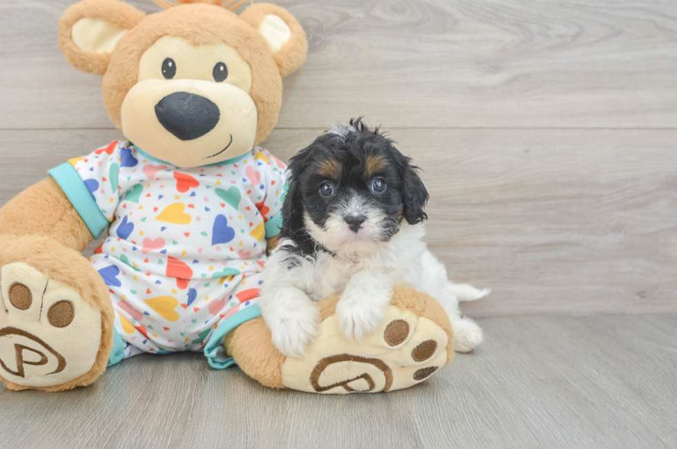 7 week old Cavapoo Puppy For Sale - Fairfield Furbabies