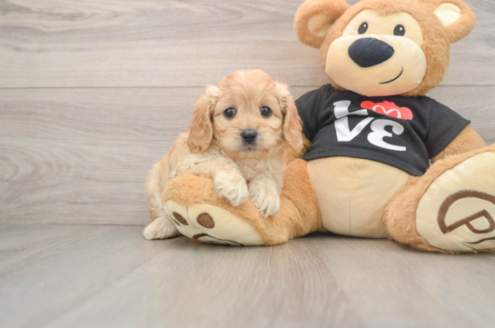 WILMA, a Cavapoo littermate
