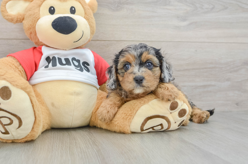 6 week old Cavapoo Puppy For Sale - Fairfield Furbabies