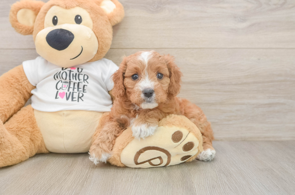 6 week old Cavapoo Puppy For Sale - Fairfield Furbabies