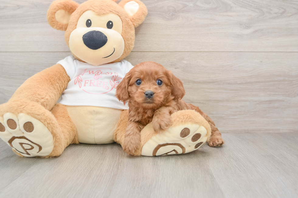 Best Cavapoo Baby