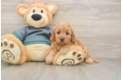 Best Cavapoo Baby