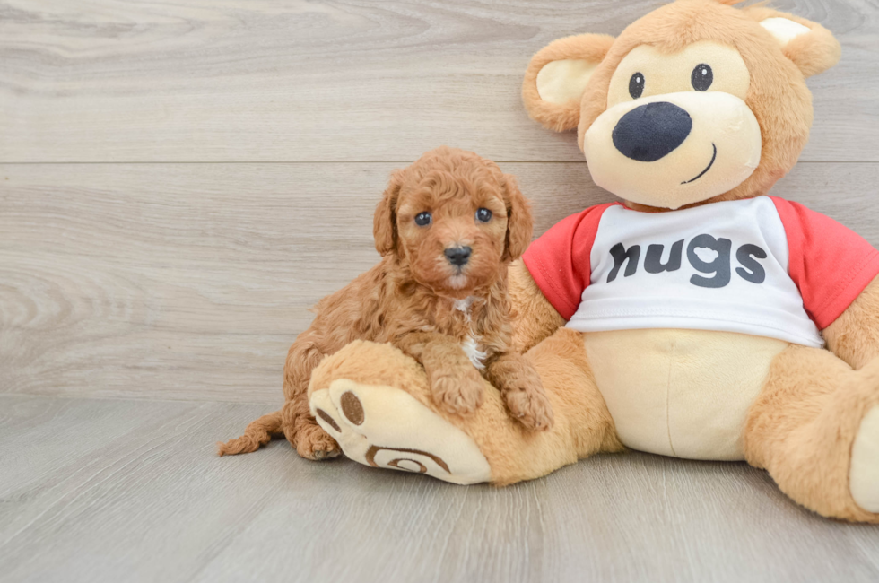 6 week old Cavapoo Puppy For Sale - Fairfield Furbabies