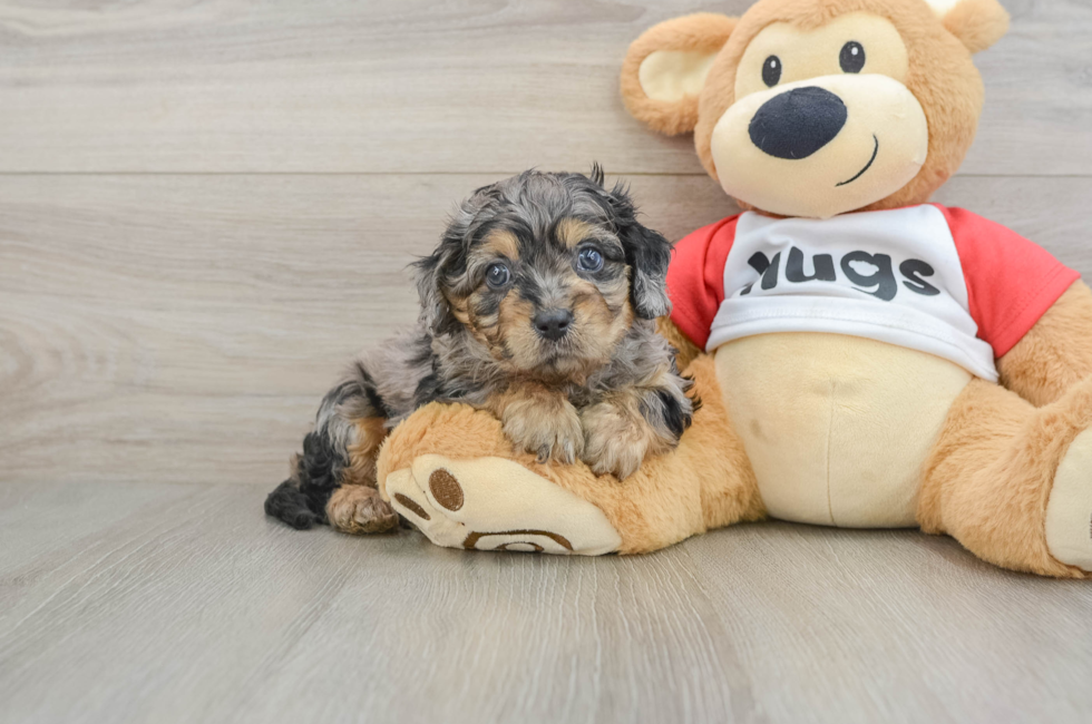 6 week old Cavapoo Puppy For Sale - Fairfield Furbabies