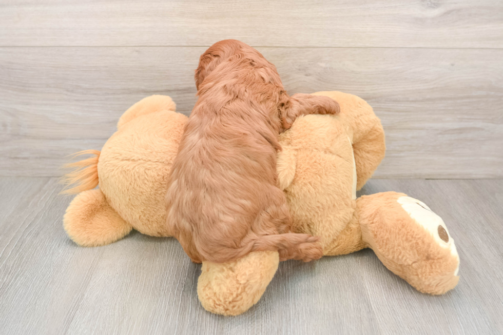 Popular Cavapoo Poodle Mix Pup