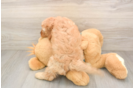Cavapoo Puppy for Adoption