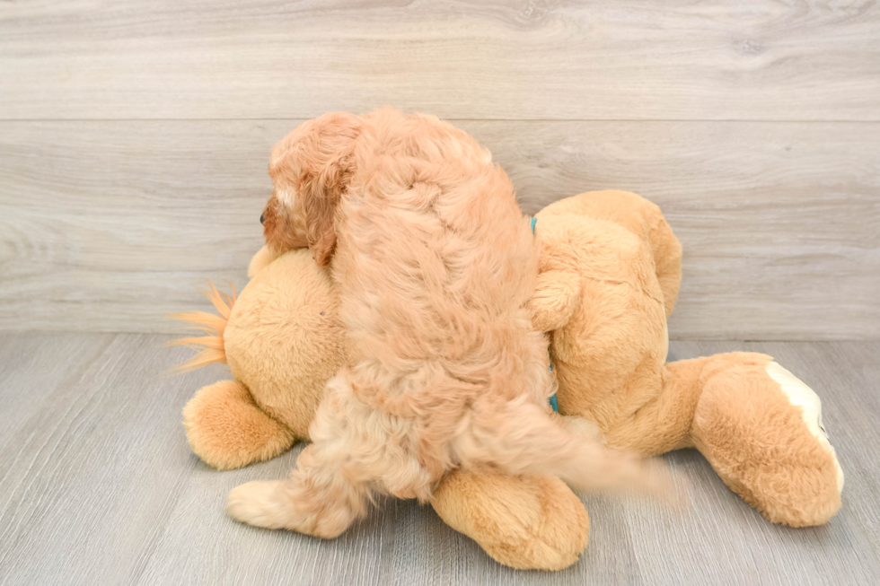 Cavapoo Puppy for Adoption