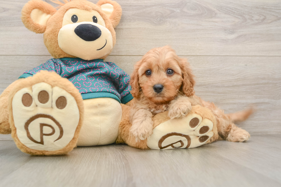 Cavapoo Pup Being Cute