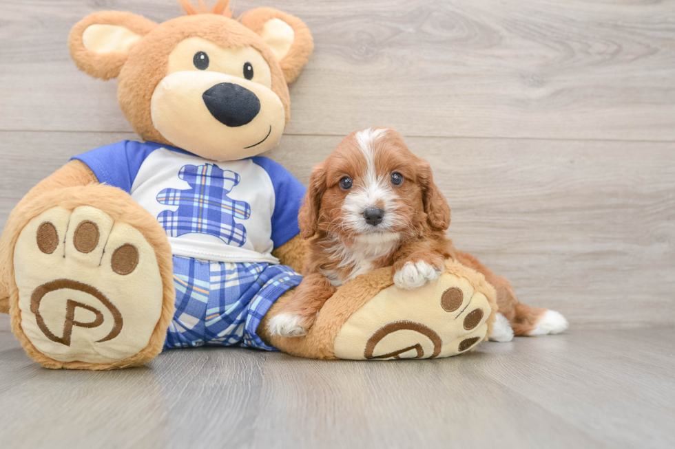 Cavapoo Puppy for Adoption