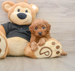 6 week old Cavapoo Puppy For Sale - Fairfield Furbabies