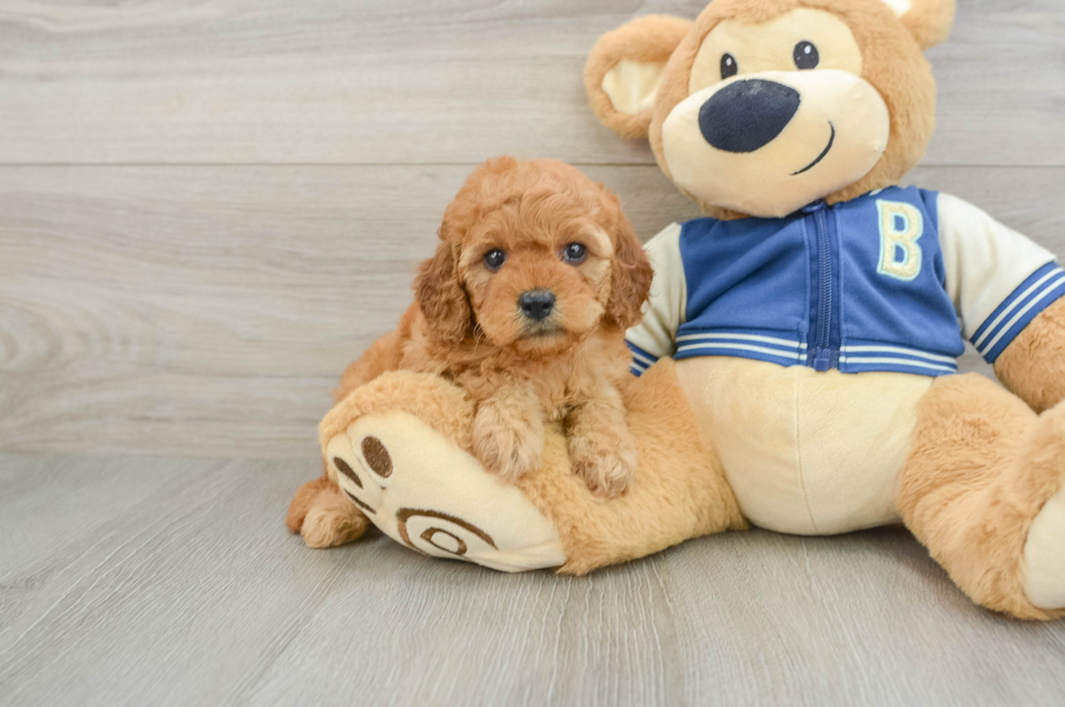 6 week old Cavapoo Puppy For Sale - Fairfield Furbabies