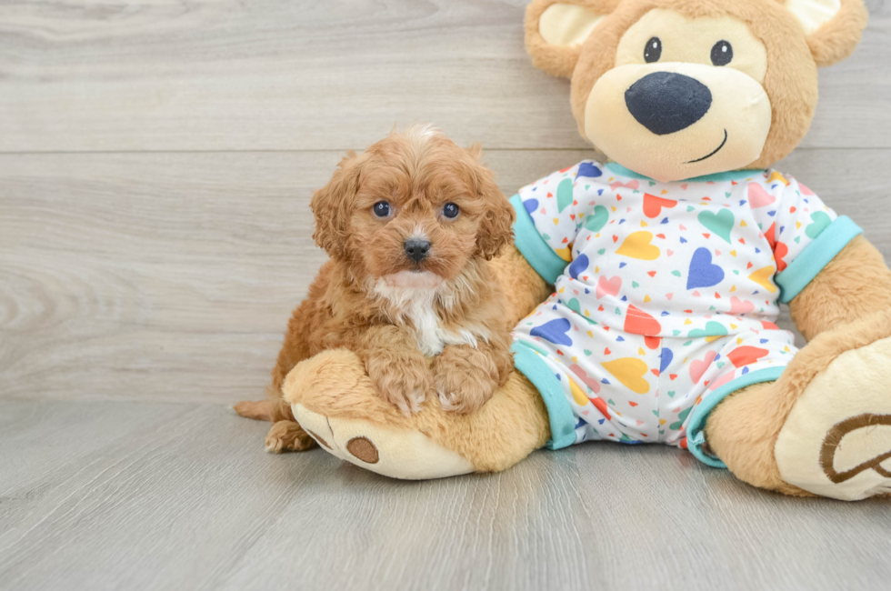 6 week old Cavapoo Puppy For Sale - Fairfield Furbabies