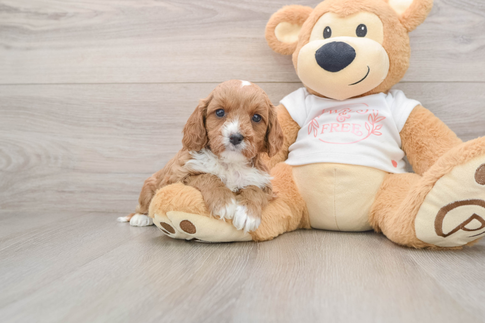 Best Cavapoo Baby