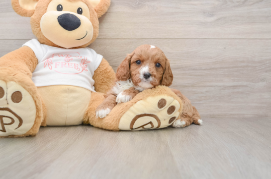 Best Cavapoo Baby