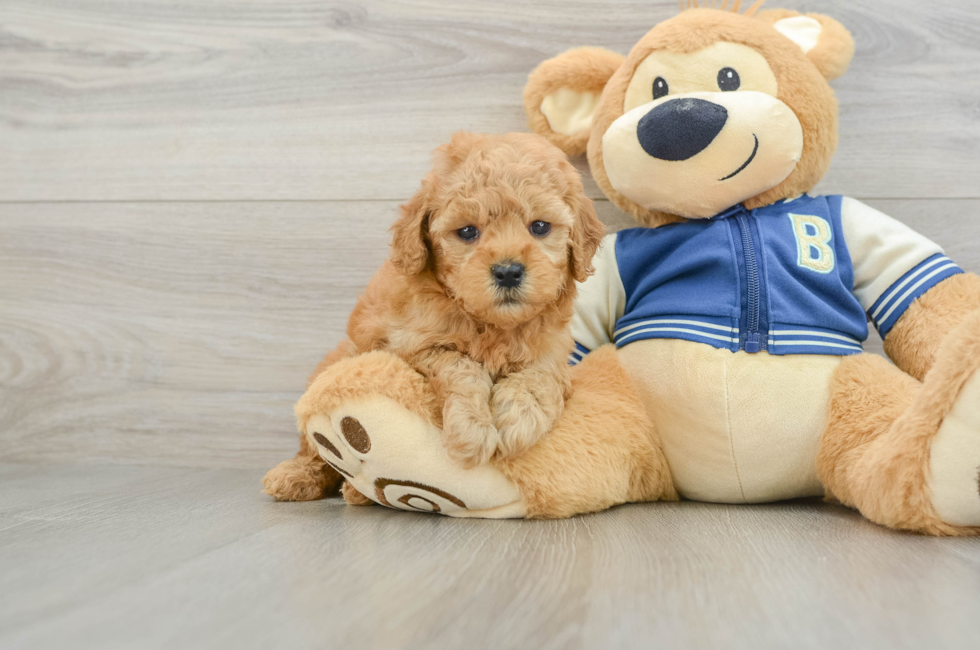 6 week old Cavapoo Puppy For Sale - Fairfield Furbabies
