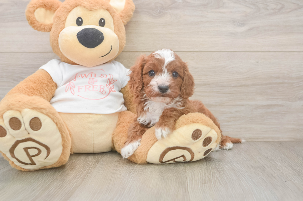 6 week old Cavapoo Puppy For Sale - Fairfield Furbabies