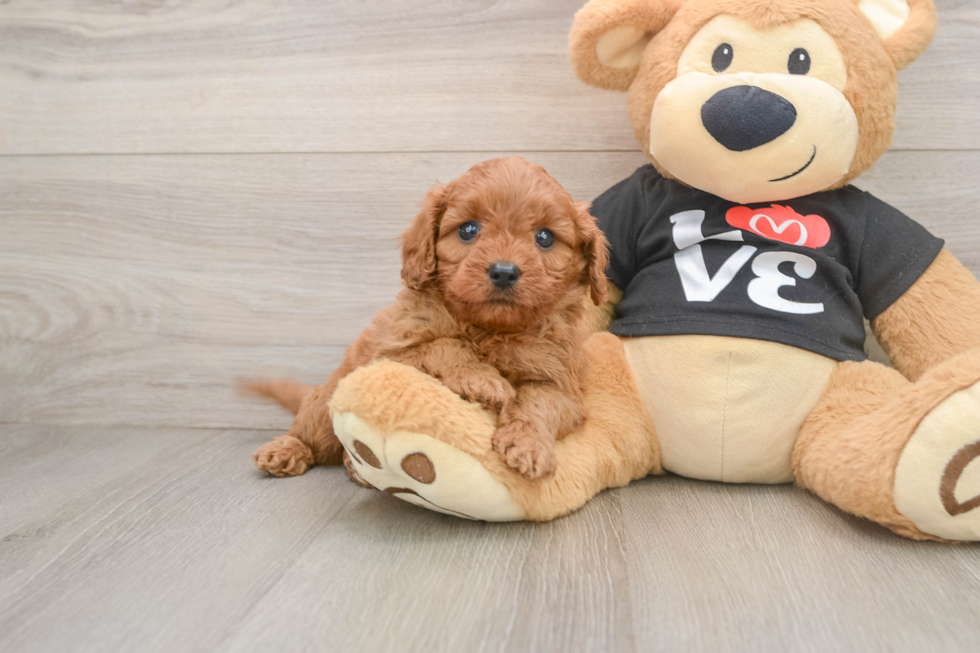 Best Cavapoo Baby