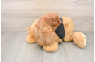 Cavapoo Puppy for Adoption