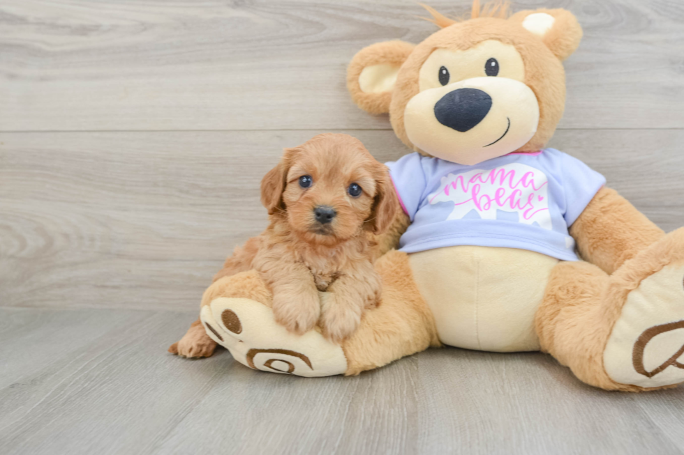 Petite Cavapoo Poodle Mix Pup