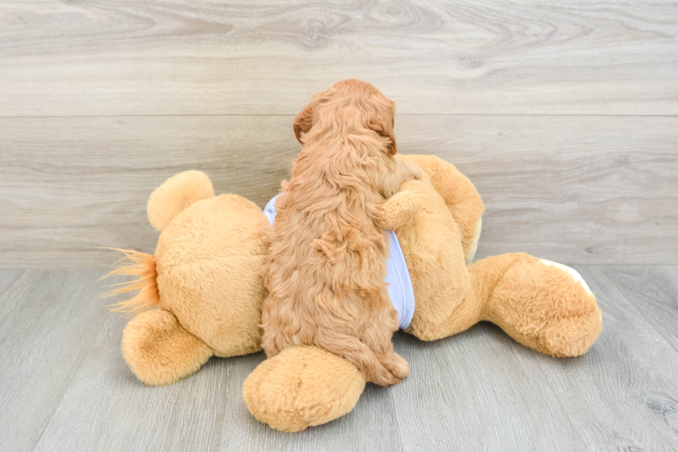 Cavapoo Pup Being Cute
